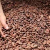 Cocoa beans