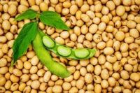 SOYBEANS