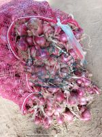 Red Onions / Shallots/ Shallots Brebes