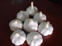 Best Fresh Garlic