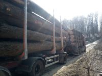 Ash logs