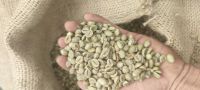 Robusta Coffee Beans S18 cleaned Good quality for buyers