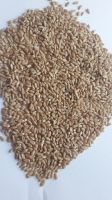 Wheat (Common)