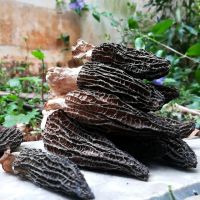 Best Quality Wholesale Bulk Morel Mushroom / Dried Black Morel Mushroom