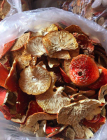 Amanita Muscaria/ Fly Agaric