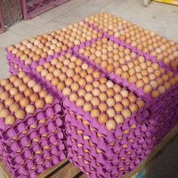 Fresh Table Chicken Eggs Supplier