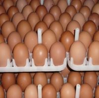 Best Quality Custom Made Wholesale Fertilized Chicken Eggs Cobb 500 Broiler Chicken Eggs Fresh Cobb 700 Fertile Eggs