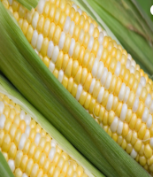 Non Gmo Yellow And White Corn Maize