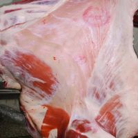 Lamb & Mutton Carcass / Frozen Sheep Meat