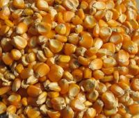 High Quality Yellow Maize Corn For Sale