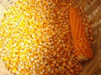 Animal Feeding / Dried Yellow Maize / Dried Whole Seed Corn