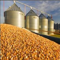 Best Quality Dried Style Yellow Corn/ Dry Maize For Animal Feed Best Price