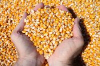 Common Cultivate Poultry Feed Yellow Corn Suppliers Cheap Price Yellow Maize For Animal