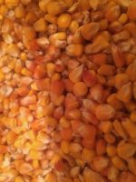 Export Top Selling Non GMO White Corn & White Corn Air Dried White Maize Corn for Sale