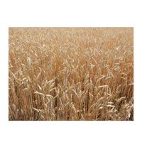Best Selling High In Nutrients And Fiber Natural Wheat Grain Wheat Grain Bulk Buy Wheat Grains