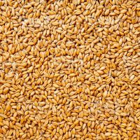 High Quality Wheat / Wheat Grain / Ukraine Wheat for Sale 