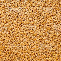 Wheat Grain and Flour