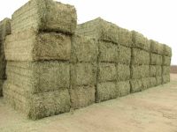 High Quality Alfafa Hay for Animal Feeding Stuff Alfalfa