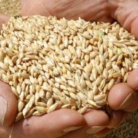 100% Good Quality Pearl Grain Barley