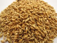 China barley for good taste