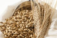 Nutrition Rich Barley For Animal Feed And Human Consumption