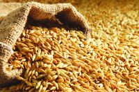 100% organic quality barley grain for poultry and other animal feeding