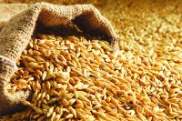 Nurture Quality 500g per bag barley animal feed