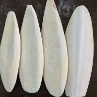 https://es.tradekey.com/product_view/Bulk-Cuttlebone-Dried-Cuttlefish-Bone-For-Pets-And-Birds-For-Sale-10111569.html