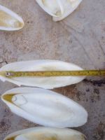Dried Cuttlebone For Birds High Quality Cuttlefish Bone For Animal Feed Natural White Cuttlefish Bone