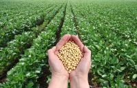 GMP Factory supply non gmo soybean