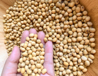 Top grade organic soybean