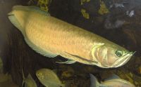 USA quality Arowana Fish