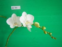 Orchid phalaenopsis(RY501)