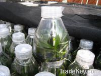 phalaenopsis flask