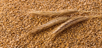 Grain, cereal, wheat from Poland.