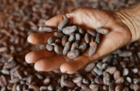 Cocoa beans