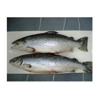 Frozen Horse Mackerel | Pacific Mackerel | Tuna | Trout | Bonito, Tilapia | Squid | Salmon fish