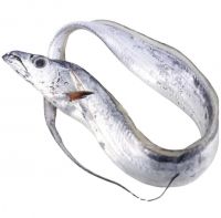 frozen fish fresh tilapia supplier block bulk style packaging package  ribbon fish  hairtail belt  frozen fish fresh ribbon