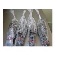 Wholesale Frozen Lobster from Canada