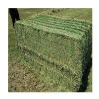 Alfalfa Hay for Animal Feed at wholesale price Alfalfa Hay