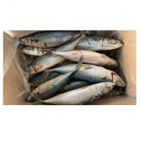 frozen whole round mackerel fish manufacturer frozen pacific mackerel for sale wholesale