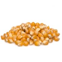 high quality rich in protein maize  and fiber bulk grain corn dried for sale high quality yellow corn max animal style storage