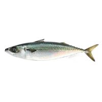 frozen pacific mackerel whole round for sale seafood frozen whole round pacific fish mackerel