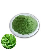 Organic Wheat Seedlings Extract Powder Pure Natural Wheat Grass Juice Powder