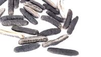 All natural no salt black dried sea cucumber to regulating blood lipid sea cucumber dried sea food frozen