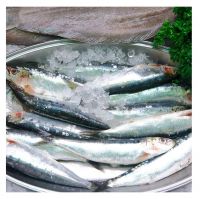 Best selling IQF packing frozen sardine fish