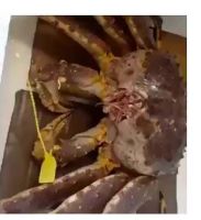 frozen alaskan king crab cheap live crab king hot sale live mud crabs blue frozen packaging weight shelf origin type