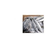 south africa wholesale frozen horse mackerel fish for sale scientific name of pacific mackerel fish scomber japonicus