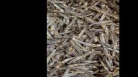 anchovy dry fish dried dried fish anchovies for food supplies 25kg packing 25tons 15days new season dry anchovy fish