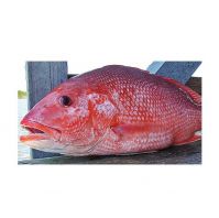 FROZEN RED SNAPPER FISH WHOLE